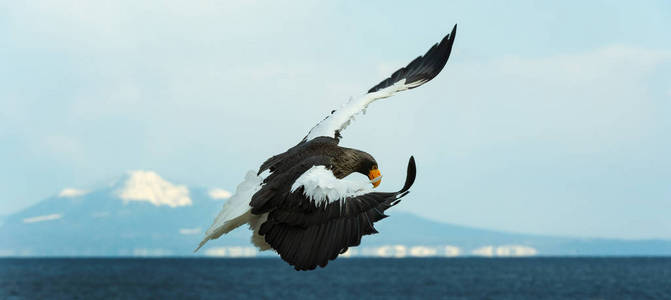 s sea eagle landed over blue sky and ocean background. Scientifi