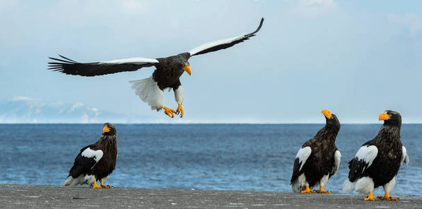 s sea eagle landed over Blue sky and ocean. Scientific name Hal