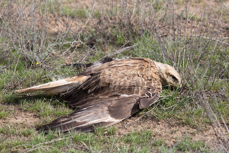 这只鸟死于电击.照片