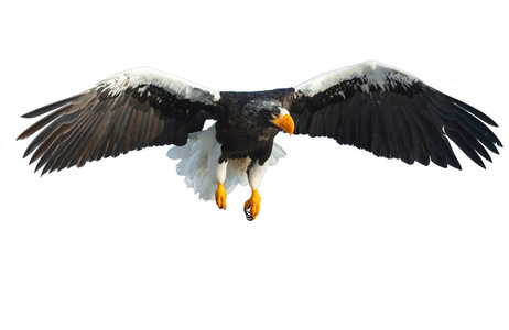 s sea eagle in flight isolated on white background. Scientific n