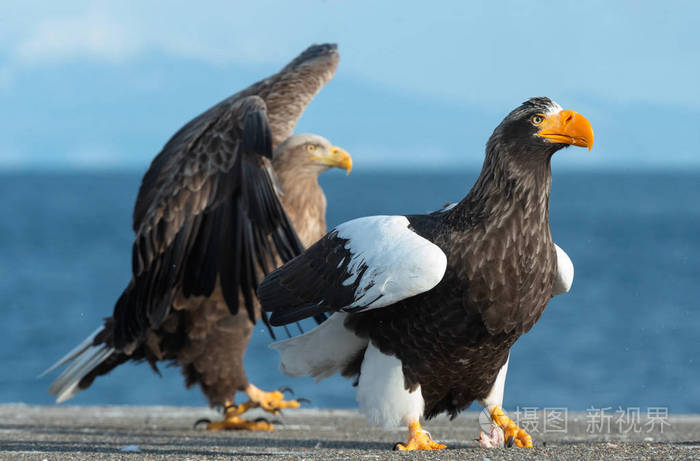 s sea eagles over blue sky and ocean background. Scientific name