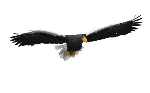 s sea eagle in flight isolated on white background. Scientific n