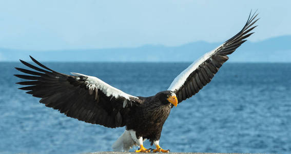 s sea eagle landed over blue sky and ocean background. Scientifi