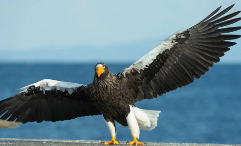 s sea eagle landed over blue sky and ocean background. Scientifi