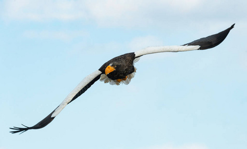 s sea eagle in flight over blue sky and ocean. Scientific name 