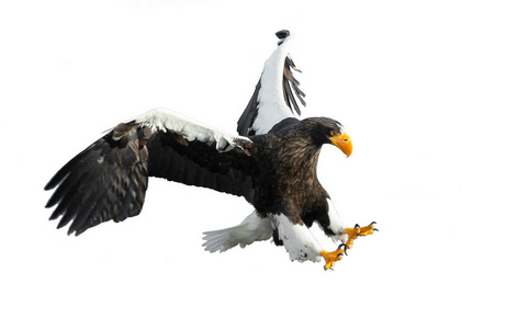 s sea eagle in flight isolated on white background. Scientific n