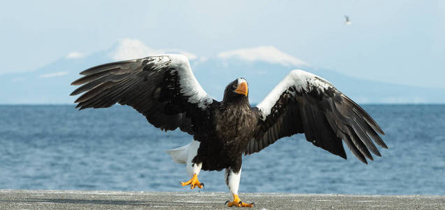 s sea eagle landed over blue sky and ocean background. Scientifi