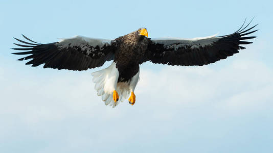 s sea eagle in flight over blue sky. Scientific name Haliaeetus