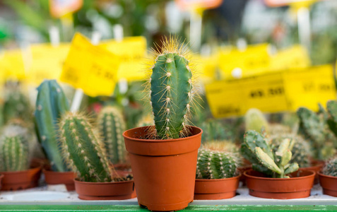 花盆里的小漂亮的仙人掌漂亮的仙人掌卖漂亮的小仙人掌在锅里漂亮的小