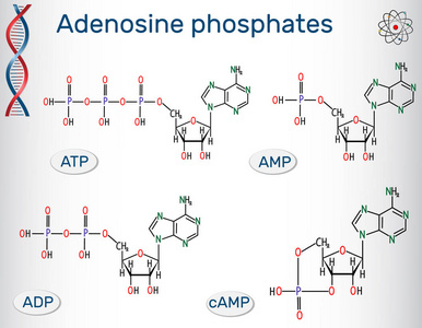 化学结构公式腺苷磷酸核苷酸一磷酸腺苷AMP二磷酸腺苷ADP三磷酸腺苷ATP环磷酸腺苷CAMP。 核酸的积木。 