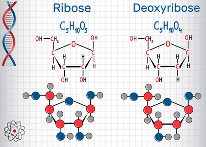 核糖和脱氧核糖分子是单糖，构成DNA和RNA骨架的一部分。 结构化学公式和分子模型。 笼子里的一张纸。矢量插图