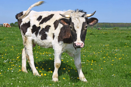 夏天牧场上的牛