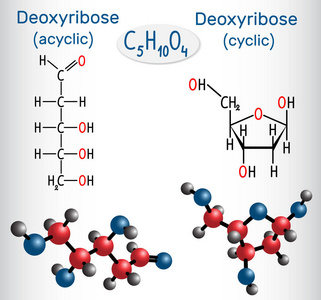 线性形式无环的脱氧核糖和脱氧核糖环状形式分子，它们是单糖..结构化学式和分子模型..矢量图