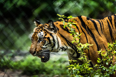 热带森林中的亚洲老虎
