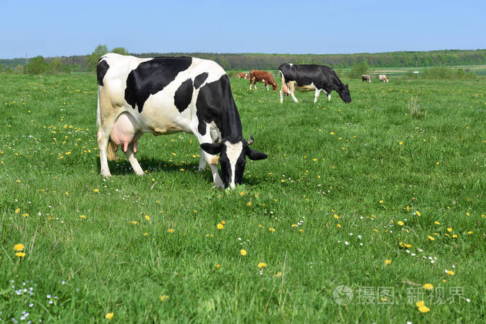 奶牛放在夏季牧场上