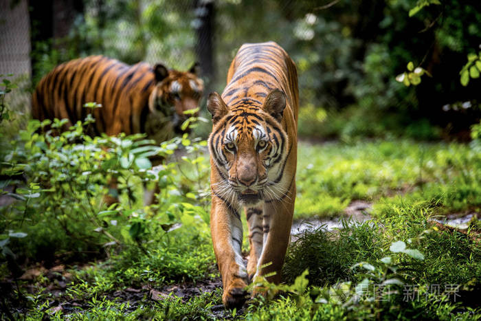 热带森林中的亚洲老虎
