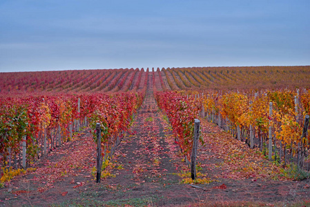 一排排葡萄树. 秋天的风景与五颜六色的葡萄园. 格罗美共和国的葡萄葡萄园. 秋季颜色葡萄园景观。线和葡萄树