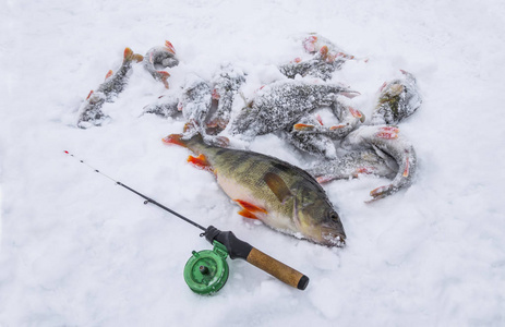 鲈鱼躺在雪地上。冬季冰钓