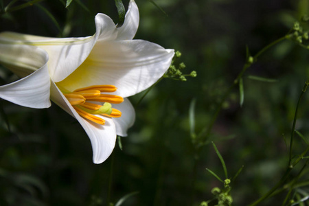 许多白色百合花在花园里盛开，美丽的花朵，背景