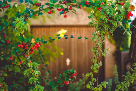 花园里的红色浆果。充满活力。罗文。