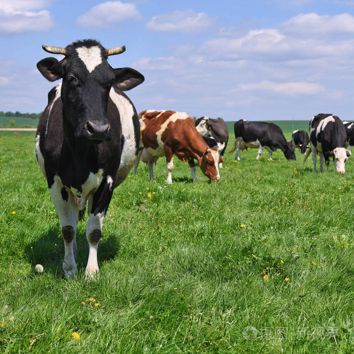 奶牛放在夏季牧场上