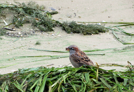 海滩上的麻雀在水草中