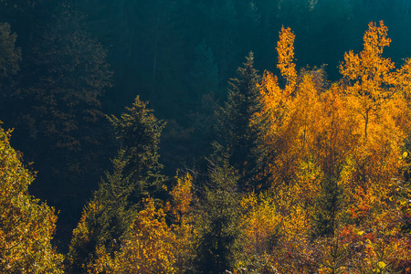 秋叶树顶，黑森林，捷克景观