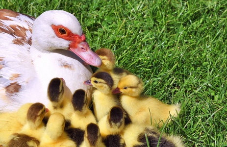 小鸡和小鸭图片