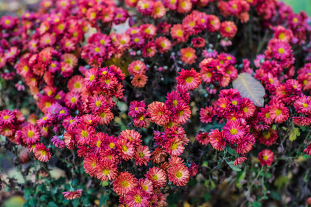 来自基辅家院的简单的粉红色和红色花束