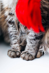 s paws and a red scarf that is on the neck