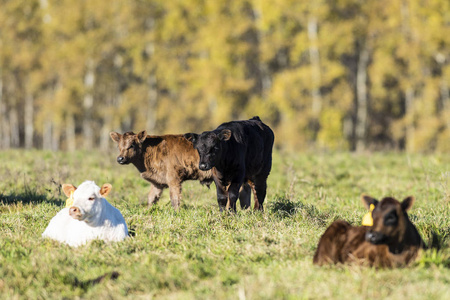 犊牛在牧场上图片
