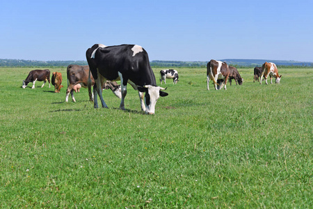 夏天牧场上的奶牛