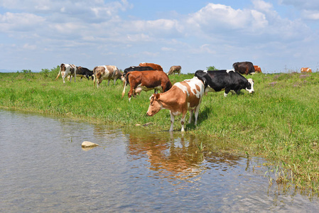 奶牛在浇水的地方