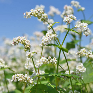 禾穗荞麦在乡村景观中的应用照片