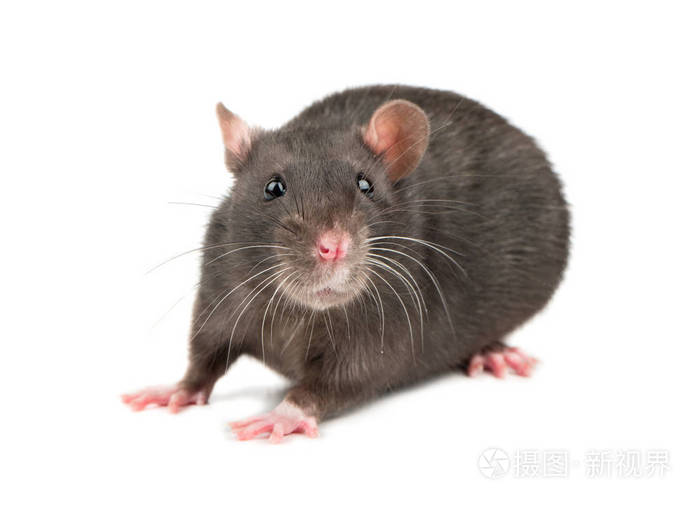 白色背景特写中分离出可爱的灰色老鼠