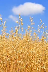 燕麦在乡村景观中的茎