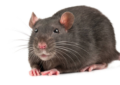 白色背景下可爱的灰色老鼠特写照片