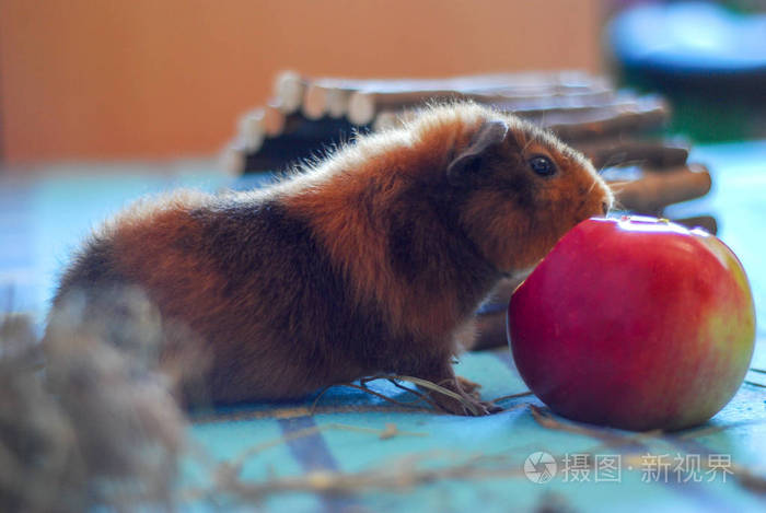 宠物自制仓鼠豚鼠一只仓鼠在吃苹果