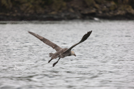 s giant southern albatross closeup on a cloudy day