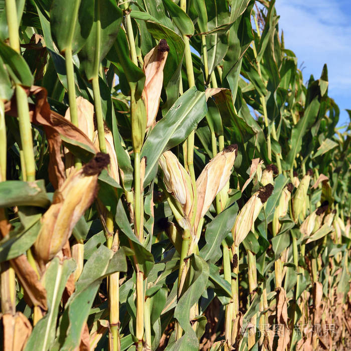农村景观中成熟的玉米