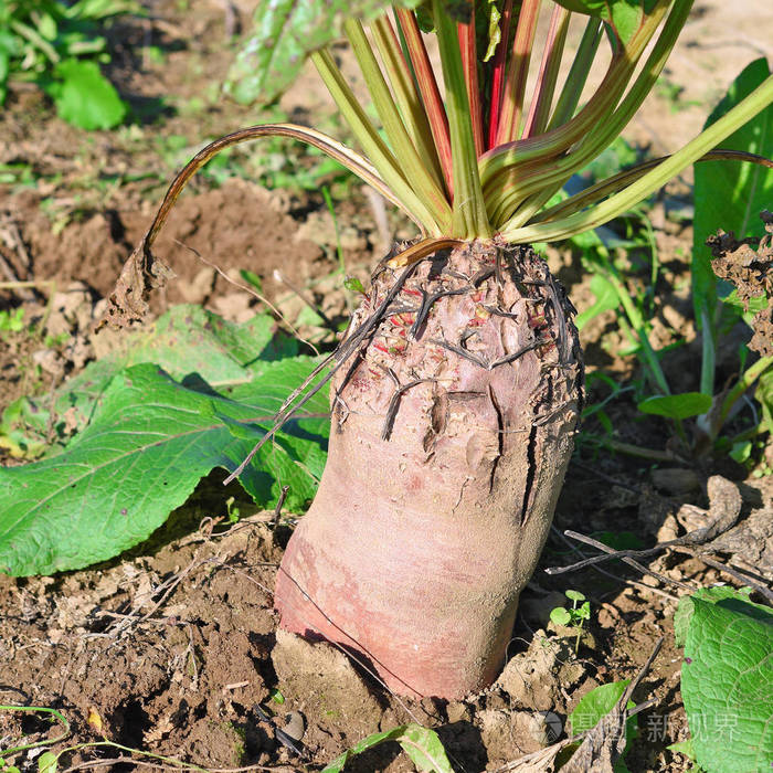 甜菜在农村景观中的应用