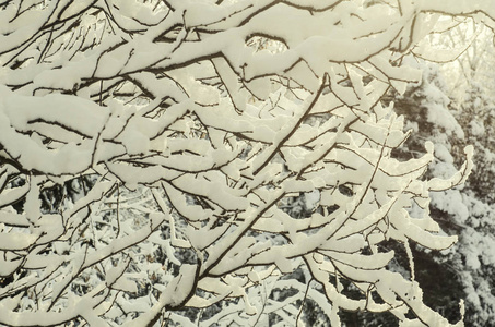 雪中的树枝。 冬天被雪覆盖的植物和树木枝条的照片