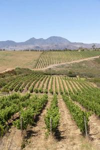 南非西角萨默塞特的Waterkloof葡萄酒庄园。 一张温泉山的风景。