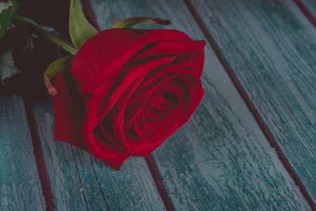 红色玫瑰在木制背景上，花瓣上有水滴。 贺卡彩色美丽花朵的艺术形象。 以红玫瑰为背景的情人节盛宴