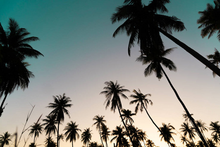 剪影椰子棕榈树与日落和耀斑天空背景。