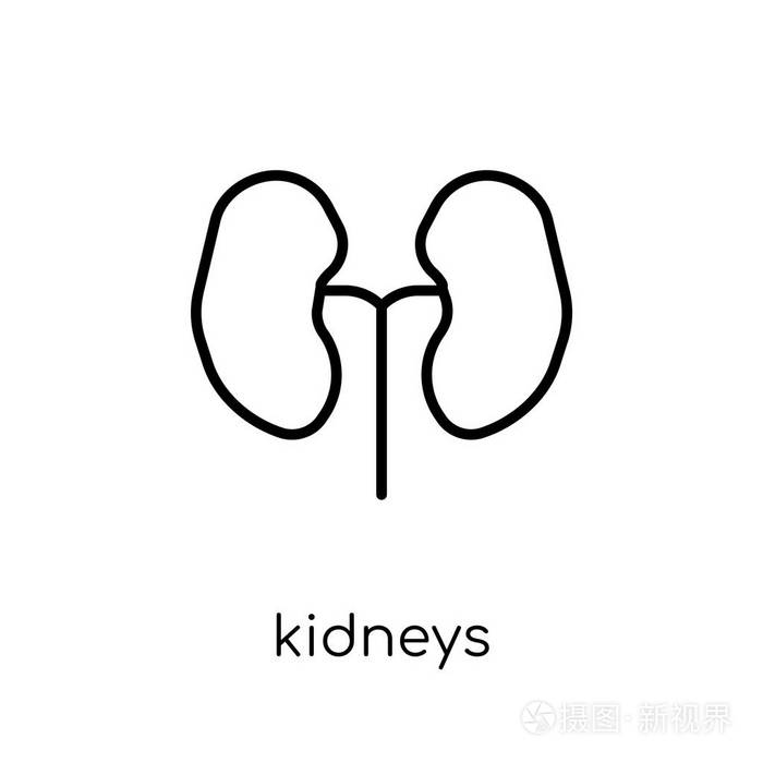 插画 肾脏图标.