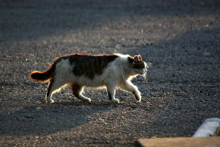 沥青上的猫背光