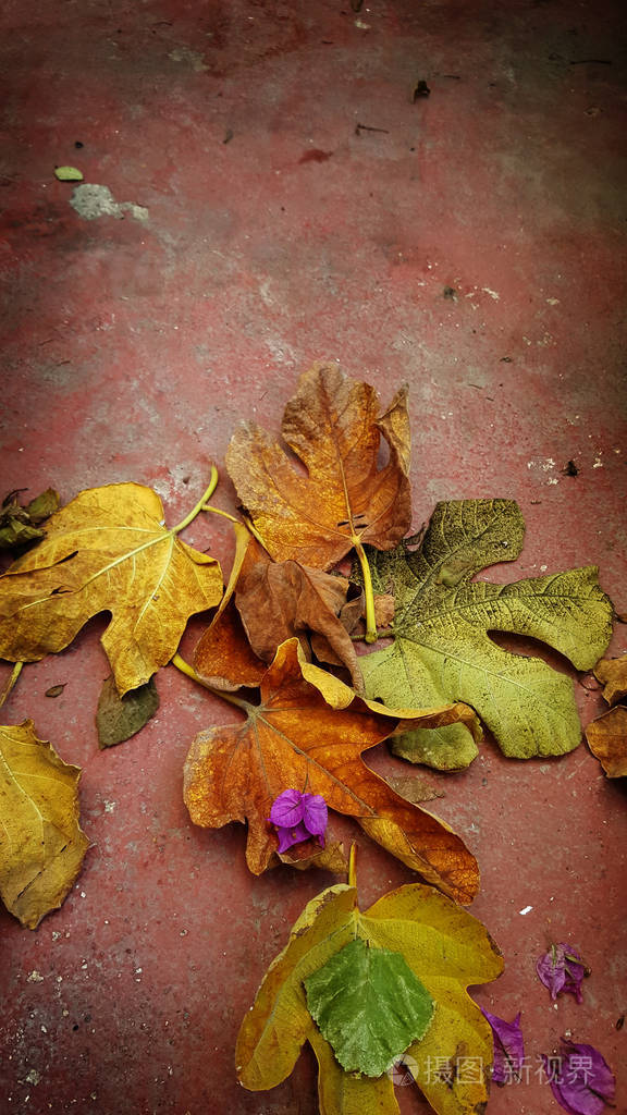 干燥的秋叶飘落