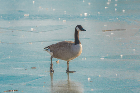 冬天寒冷的冰冻湖面上的鸭子