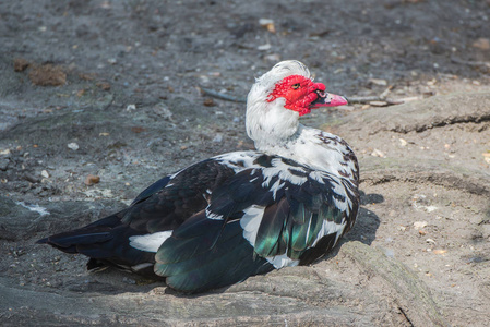 番鸭环顾四周图片